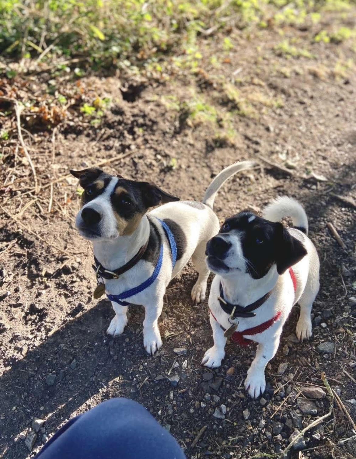 Group Walks Dog