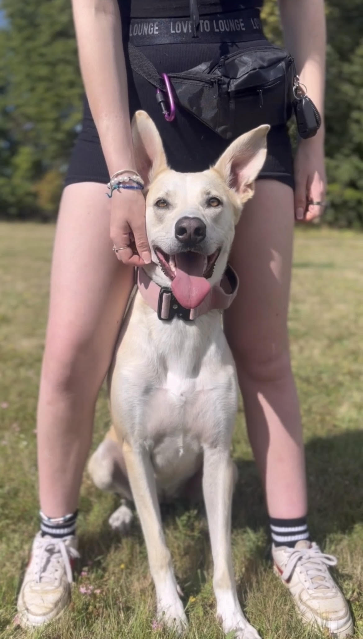 Solo Walks Dog